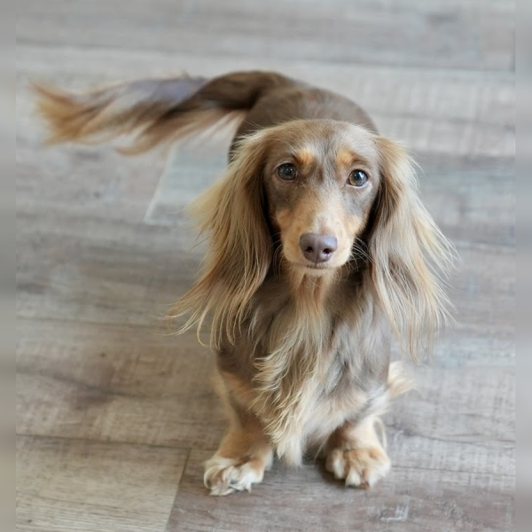 marley Long-haired Dachshund with light brown coat sitting on a wooden floor.