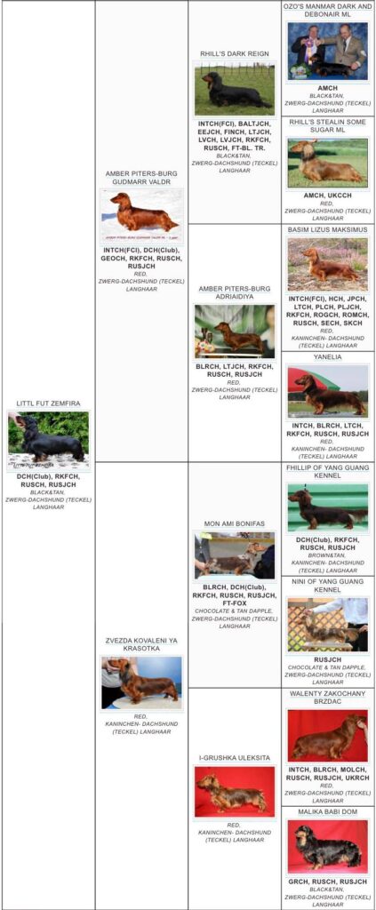 lil fut sandra pedigree 1