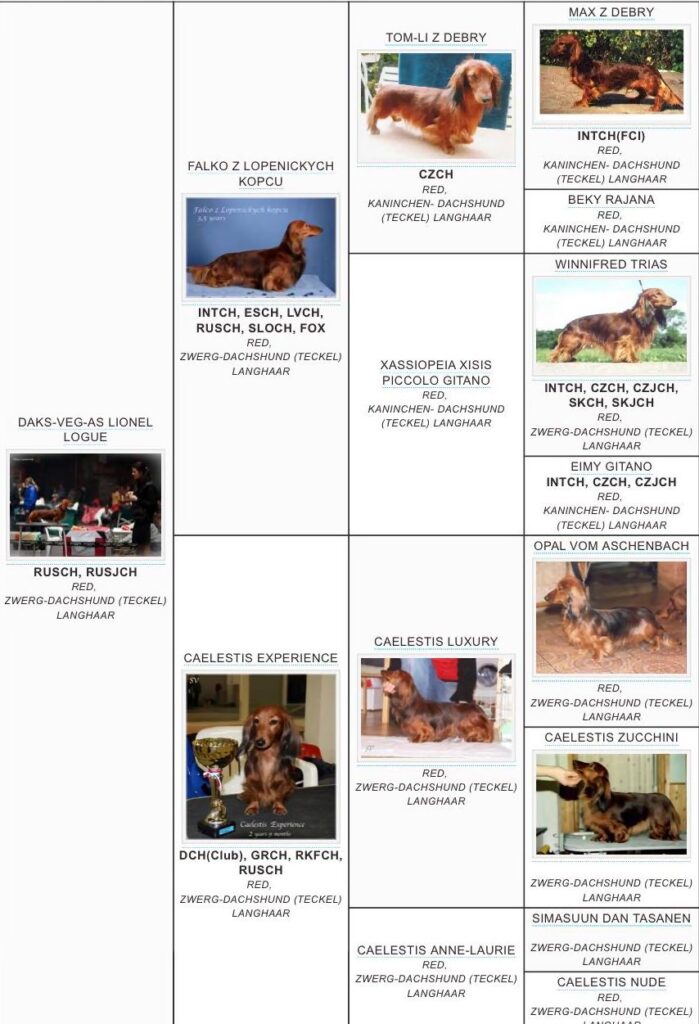 lil fut sandra pedigree 2