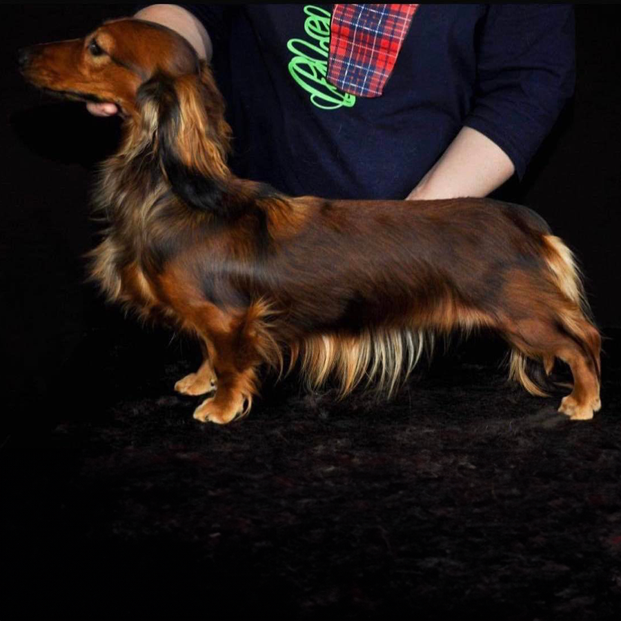 This is lit Fit Sandra. This female is owned by Gatorhead.