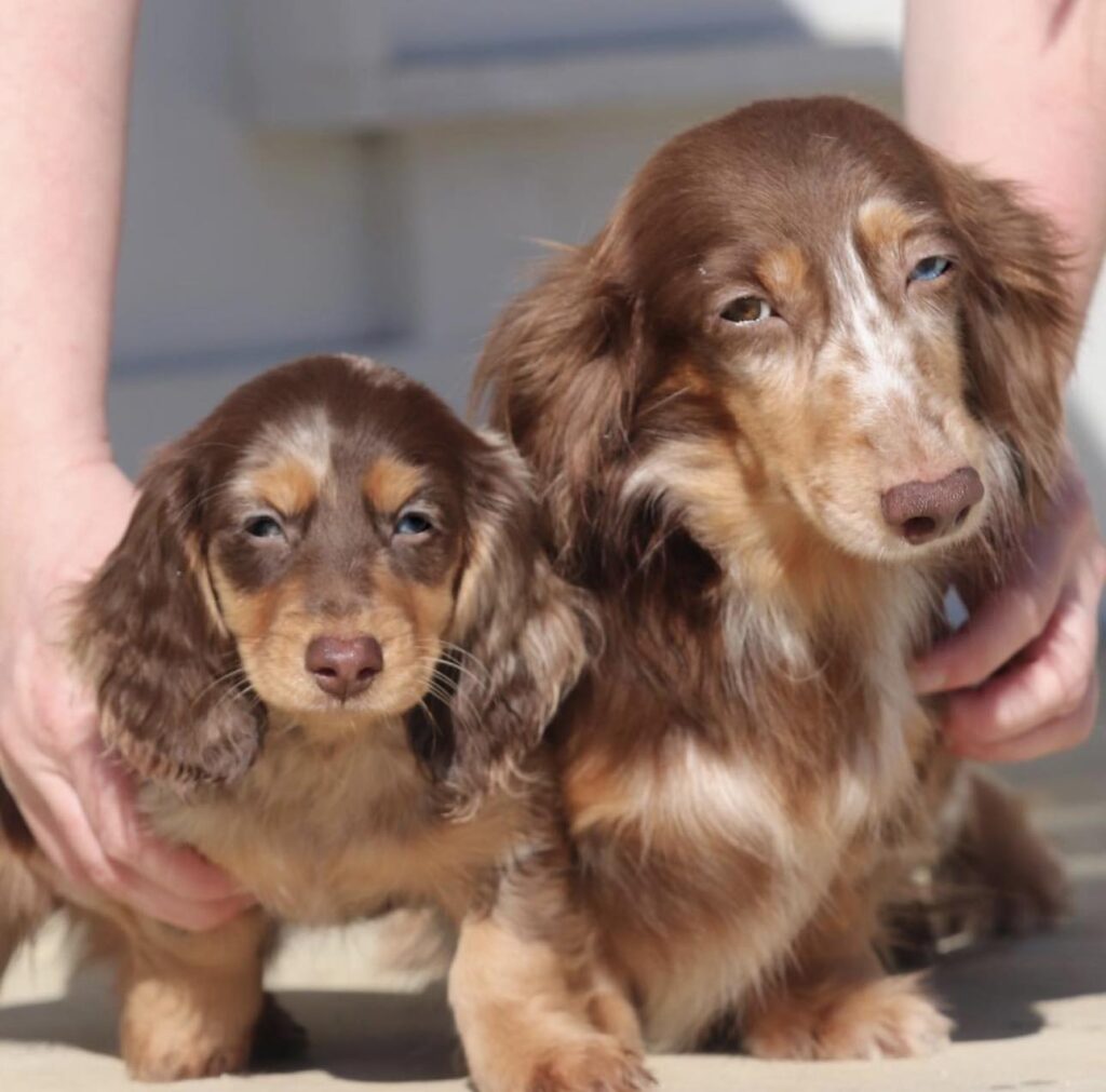 Dachshund Breeder In Mississippi