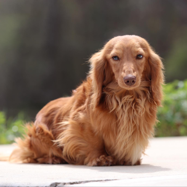 this is grant a beautiful dachshund from gatorheaddachshunds
