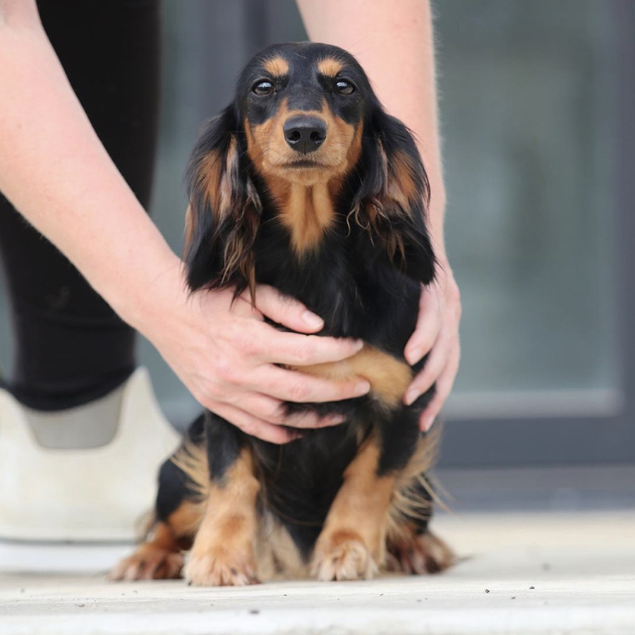 this is millie a beautiful longhaired dachshund form gatorhead dachshunds
