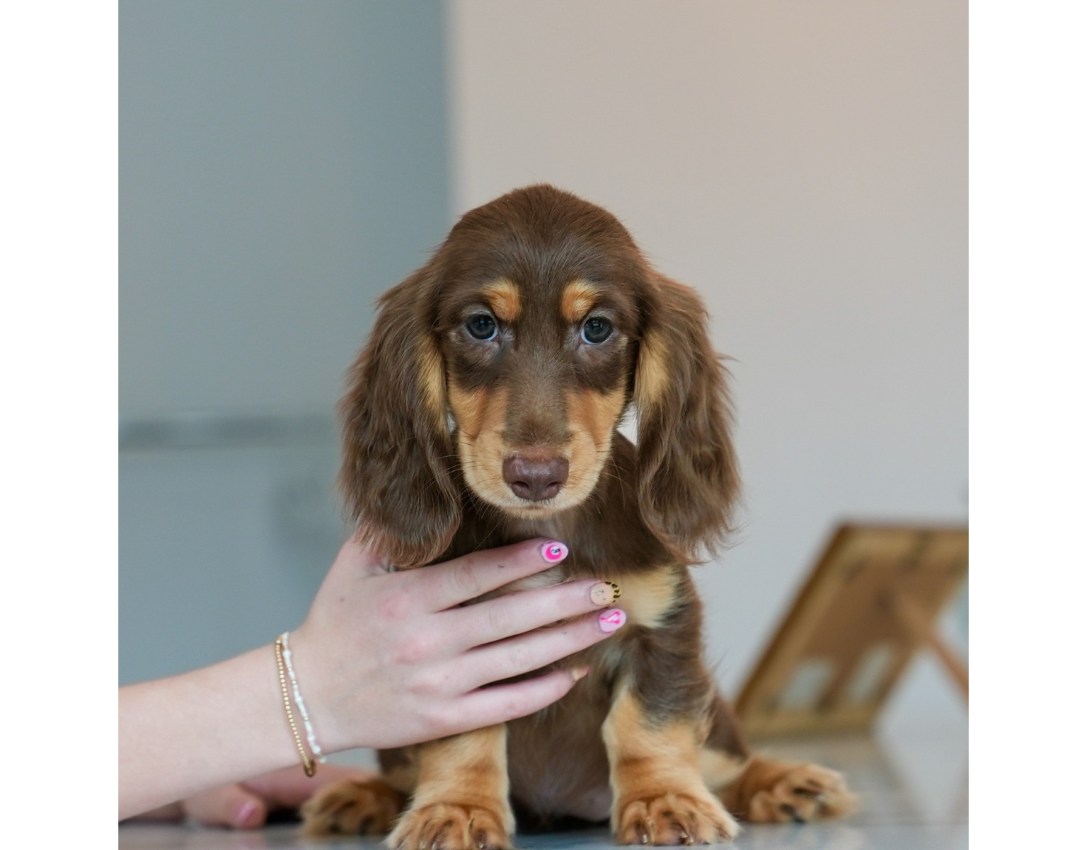 chocolate & tan longhaired dachshund puppy