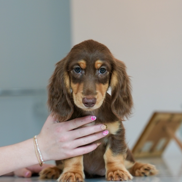 chocolate & tan longhaired dachshund puppy