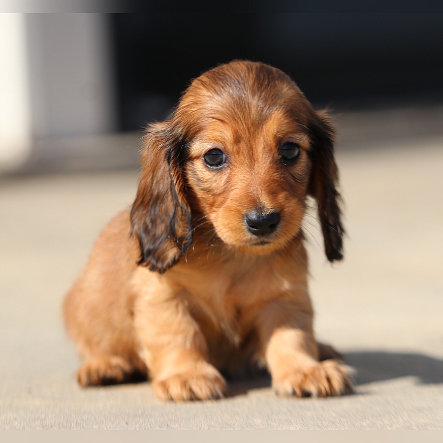 cindy and grant ghd breeding cindy and grant (1)