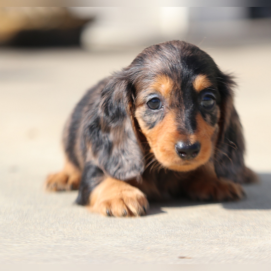 cindy and grant ghd breeding cindy and grant (2)