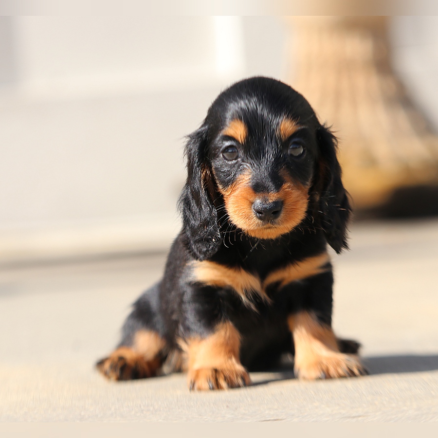 cindy and grant ghd breeding cindy and grant (3)