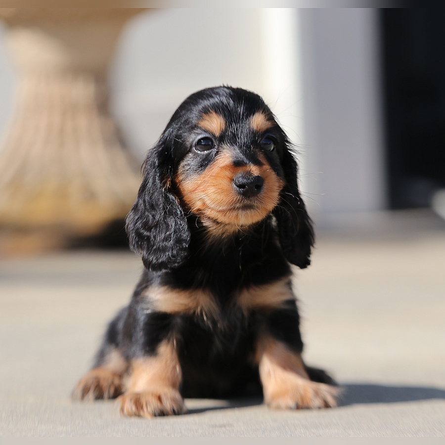 cindy and grant ghd breeding cindy and grant (4)