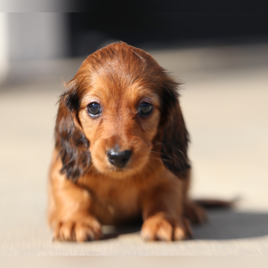 cindy and grant ghd breeding cindy and grant