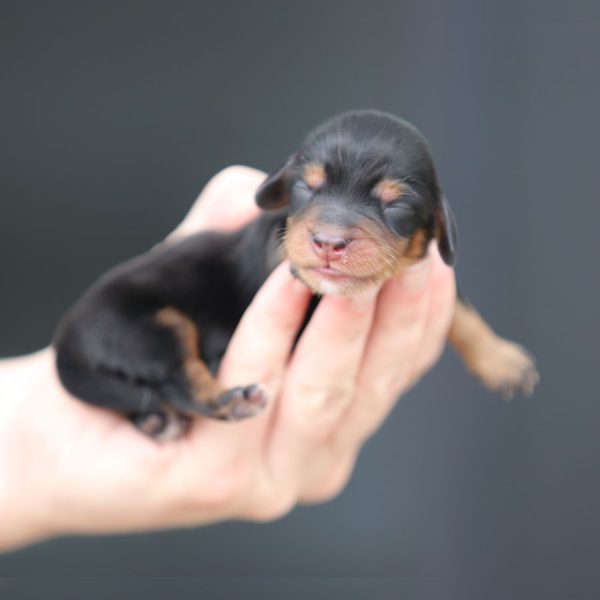 female ghd breeding breeding of cindy and grant (1)