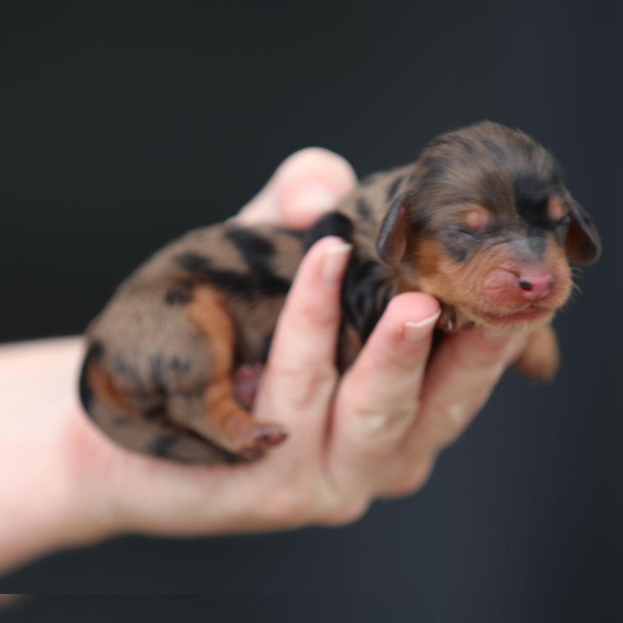 female ghd breeding breeding of cindy and grant (2)