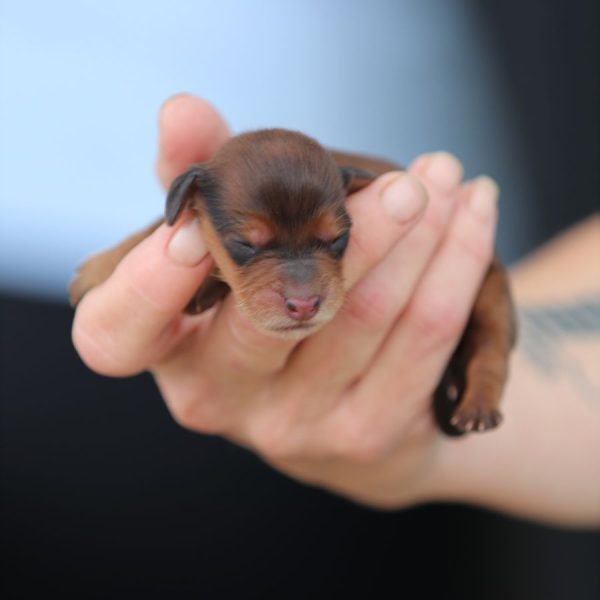 female ghd breeding breeding of cindy and grant