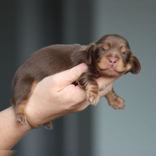 ghd breeding breeding of sandy and woody (1)