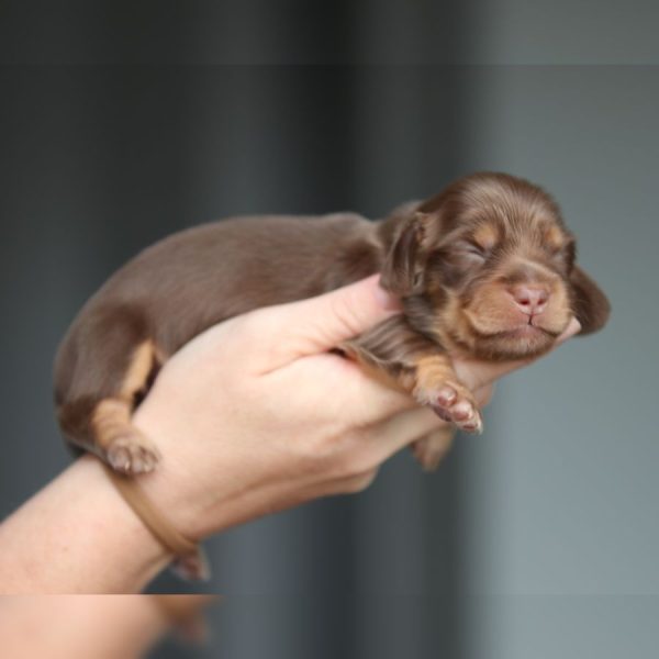 ghd breeding breeding of sandy and woody (2)