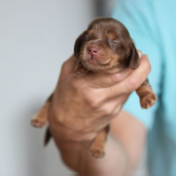 ghd breeding breeding of sandy and woody (3)