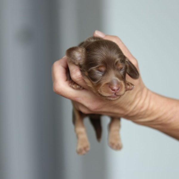 ghd breeding breeding of sandy and woody