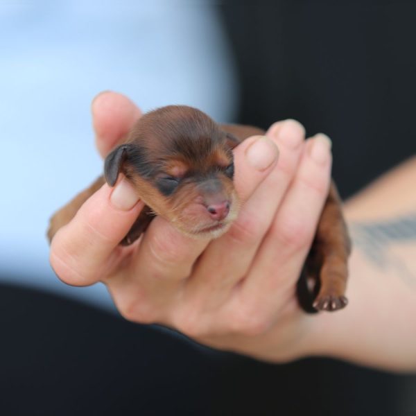 ghd breeding male breeding of cindy and grant (1)