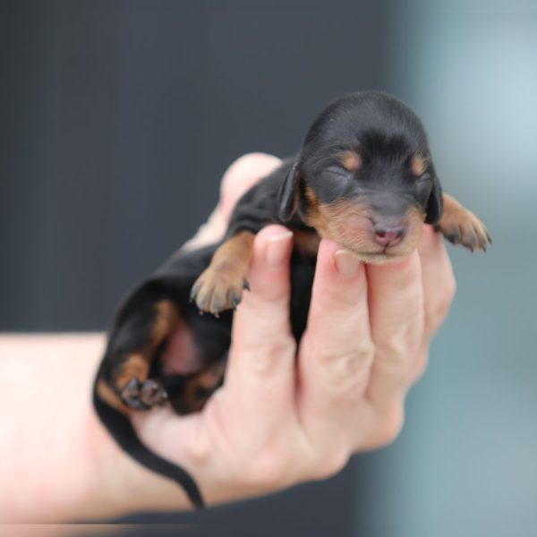 ghd breeding male breeding of cindy and grant