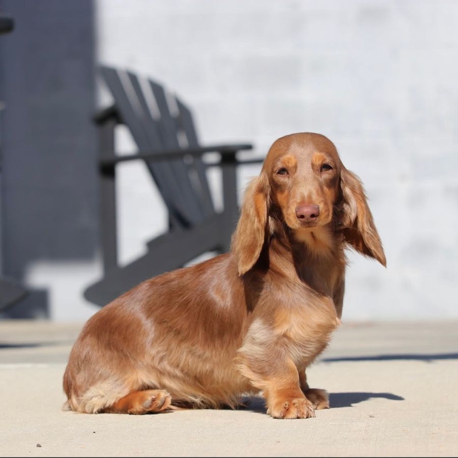 meet sandy the longhaired red dachshund on patio