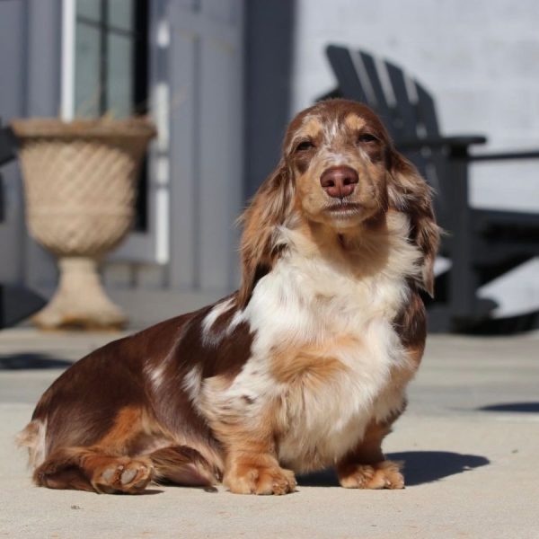 meet woody the chocolate dapple longhaired dachshund