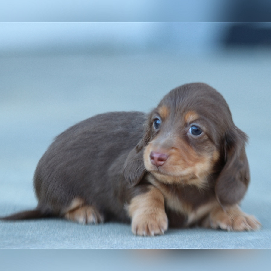 sandy and woody ghd breeding sandy and woody (1)