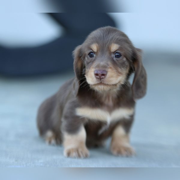 sandy and woody ghd breeding sandy and woody