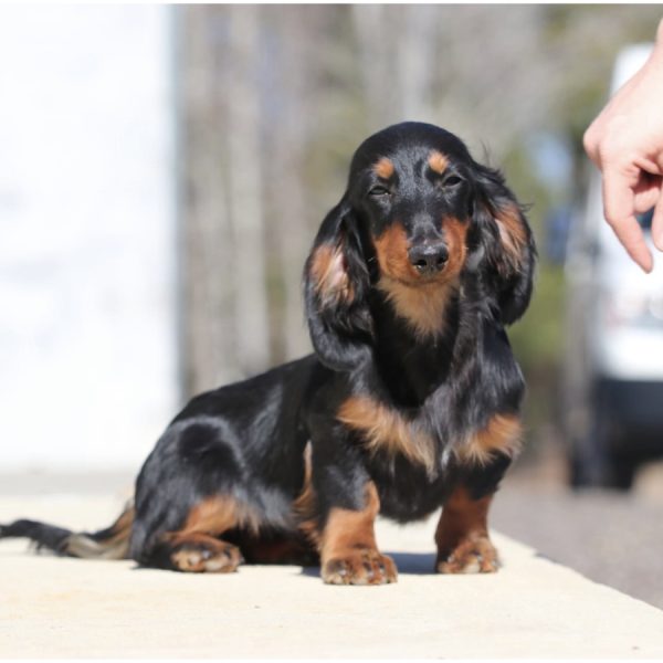 Long-haired Dachshund with black and tan coat sitting on a path, eyes closed, with a human hand reaching towards it.