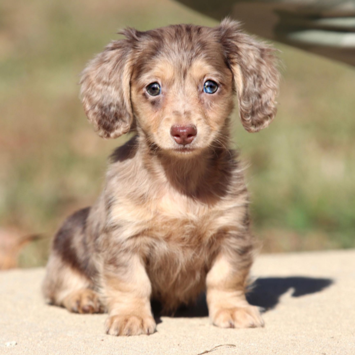 Dachshunds puppies for sale in Mississippi - Dolly