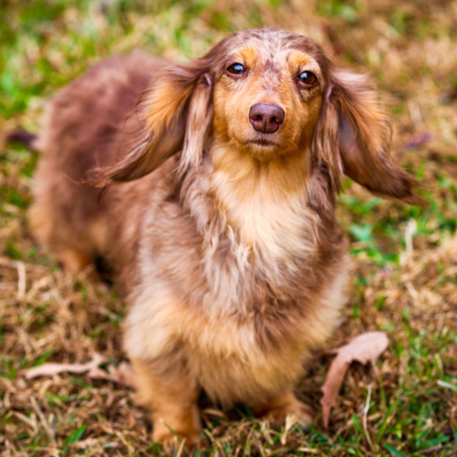 Dachshunds puppies for sale in Mississippi - Dam from Breeding of Lord X Jacqueline dachshund puppies for sale