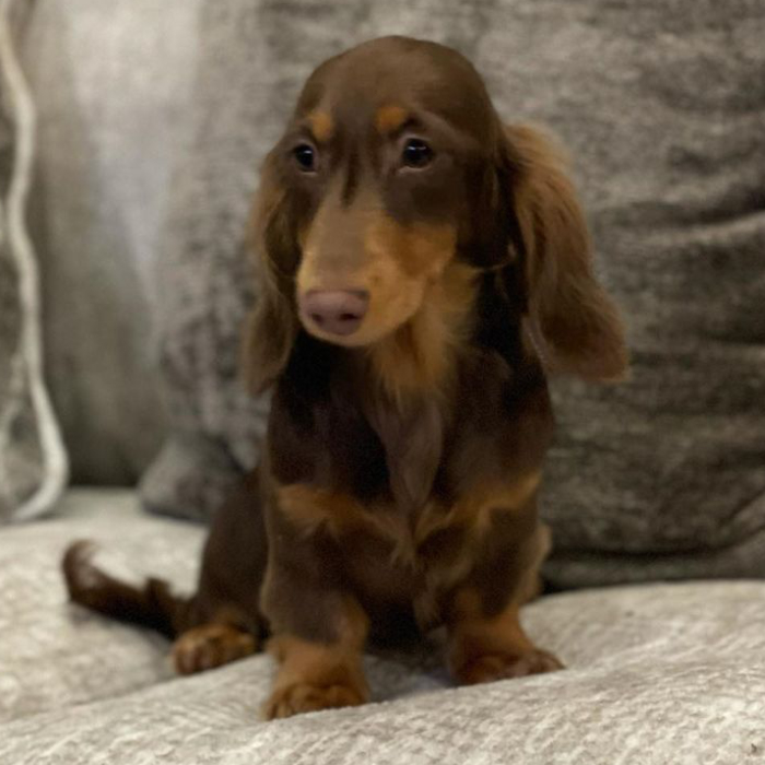 Dachshund breeder in Mississippi. We ship anywhere in the US - Dam from Breeding of Lord X Marley dachshund puppies for sale