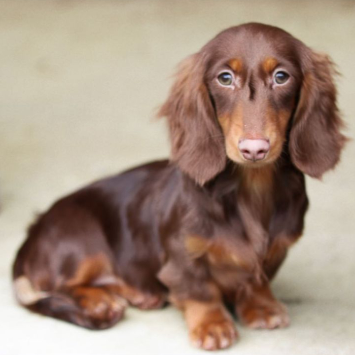 Dachshunds puppies for sale in Mississippi - Marley