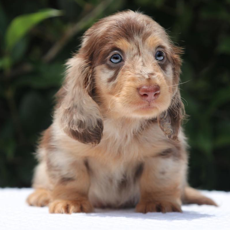 Mr. Hank -leela X Mercury - male - dachshund puppies for sale