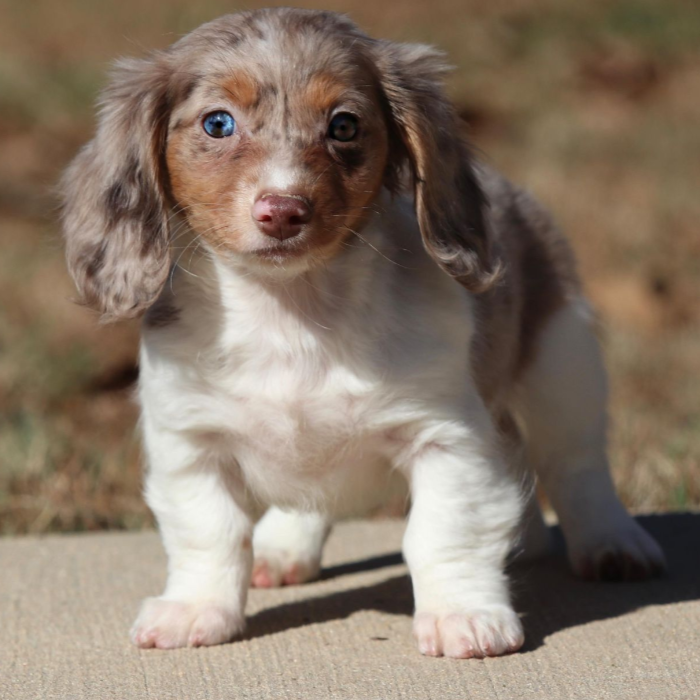 Dachshunds breeders in Mississippi Posh