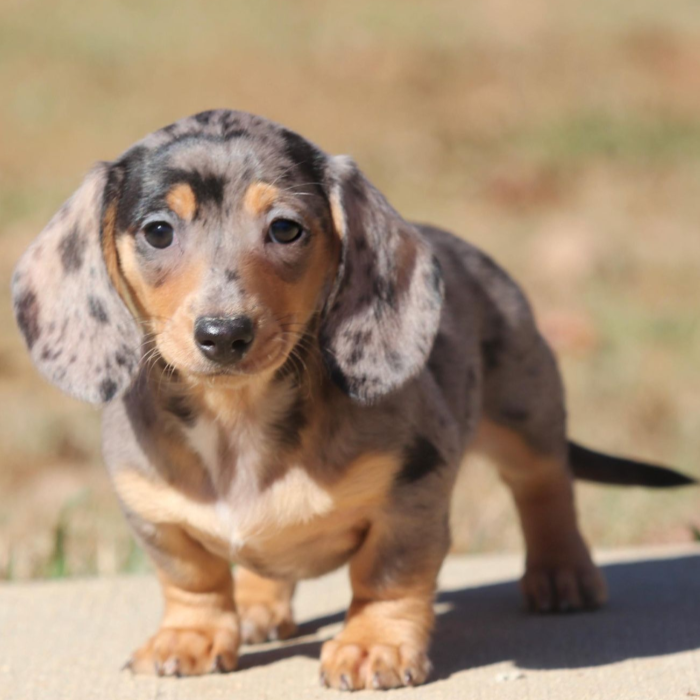 Dachshunds breeders in Mississippi Stormy