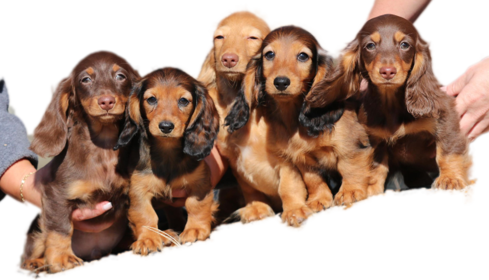 beautiful dachshunds for sale