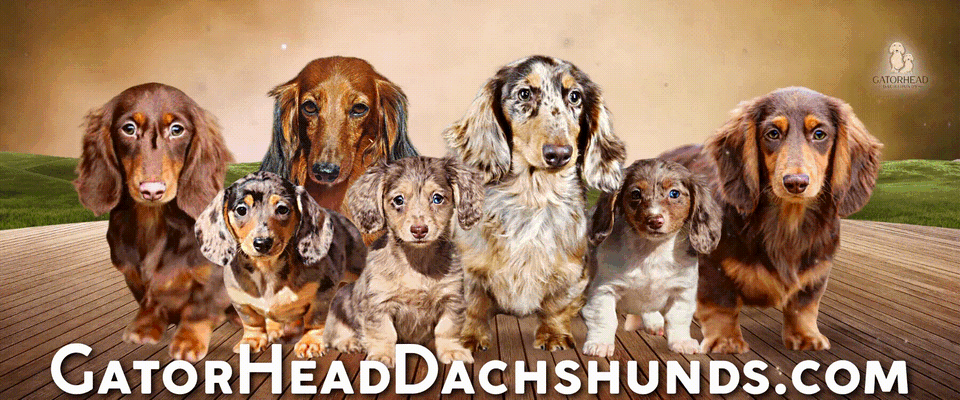 Dachshunds Breeder In Mississippi