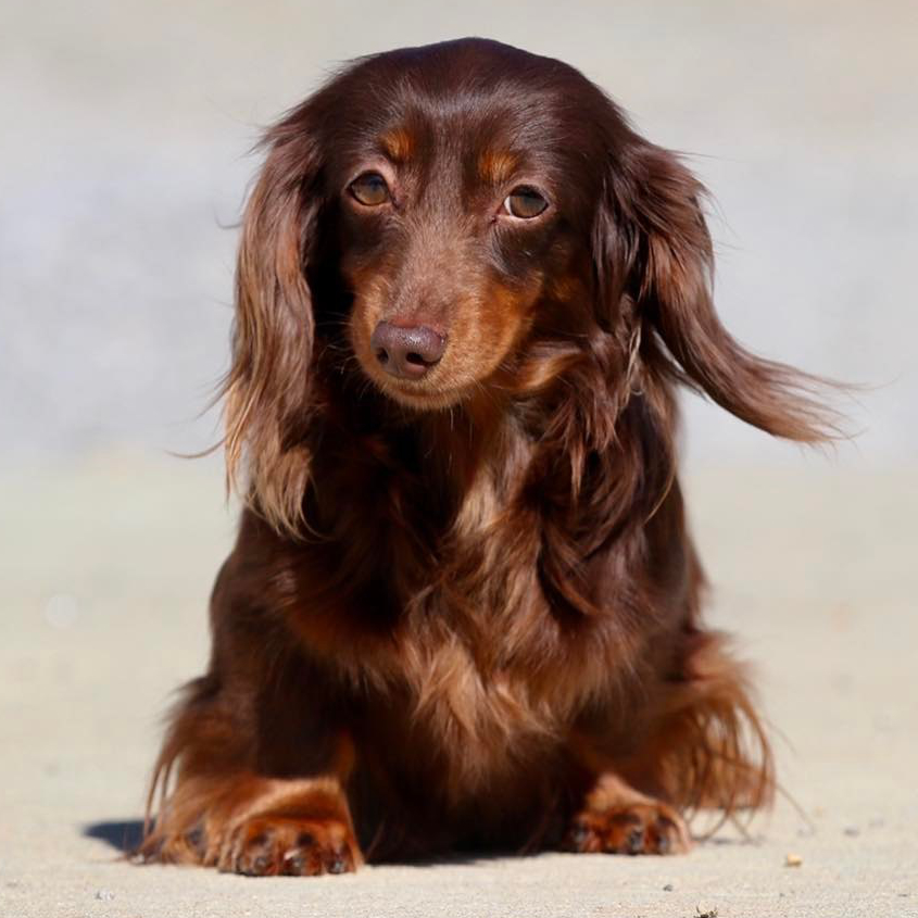 Dachshund breeder in Mississippi. We ship anywhere in the US - Dam from Breeding of Infante X Scooter dachshund puppies for sale
