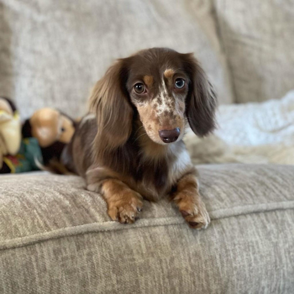 Dachshunds puppies for sale in Mississippi - Leela
