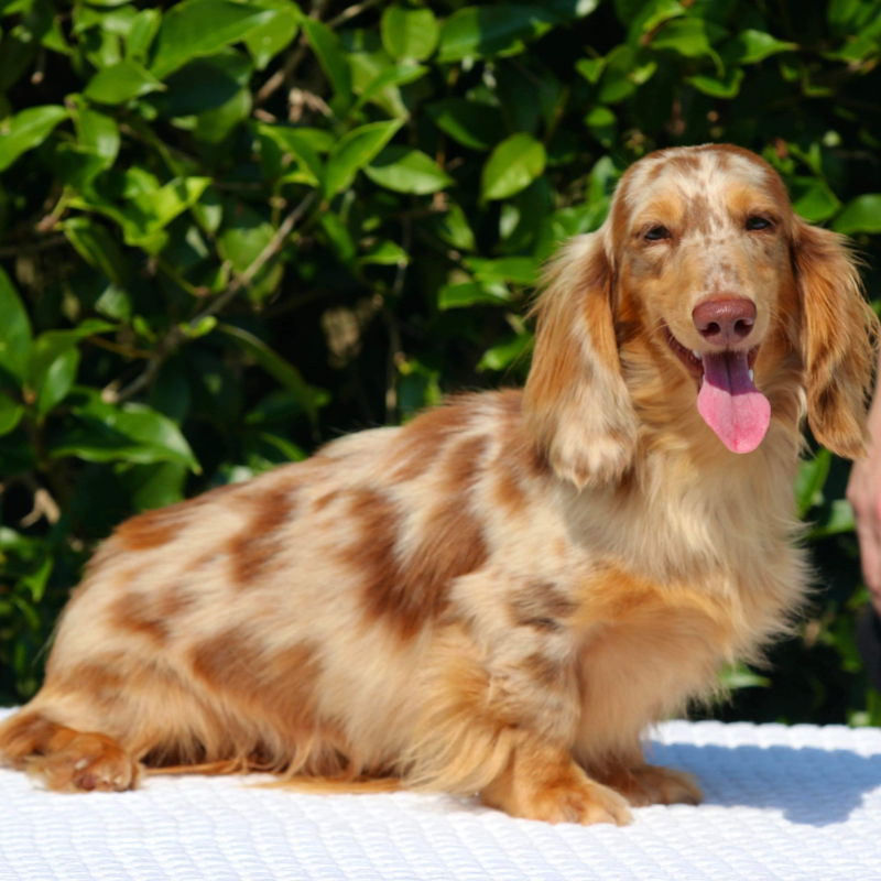 Dachshunds puppies for sale in Mississippi - LITTL FUT XANDER 