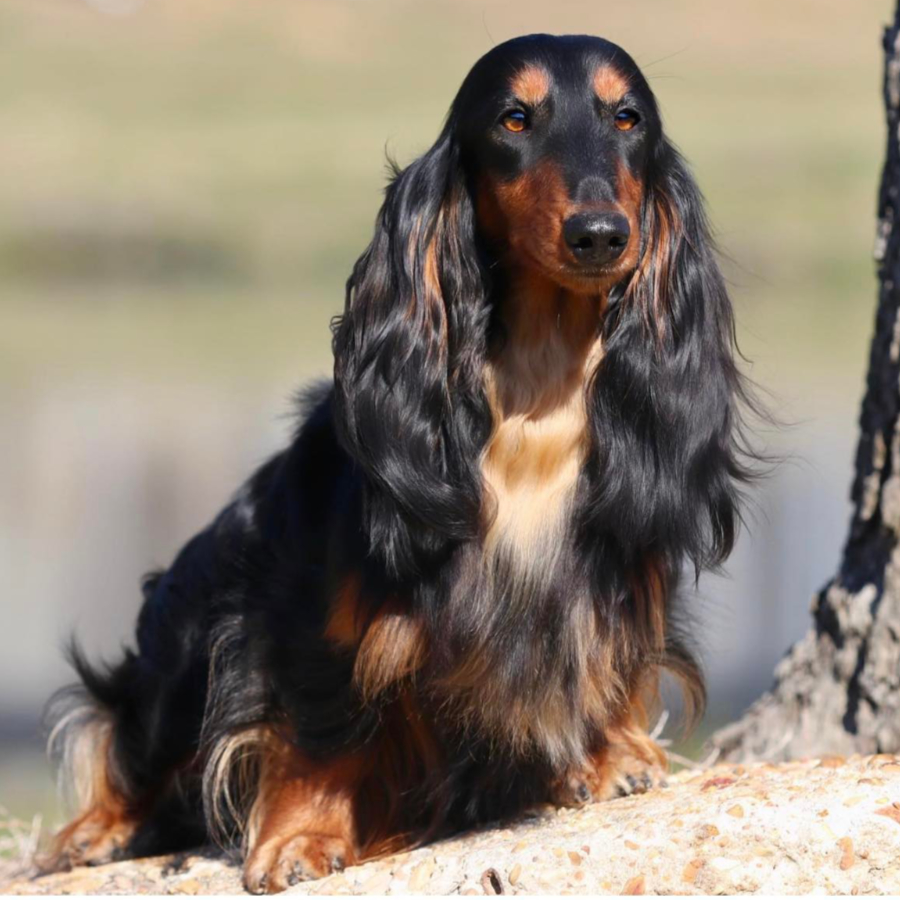 Dachshund breeder in Mississippi. World Wide Shipping - Sire from Breeding of Red X Lord dachshund puppies for sale