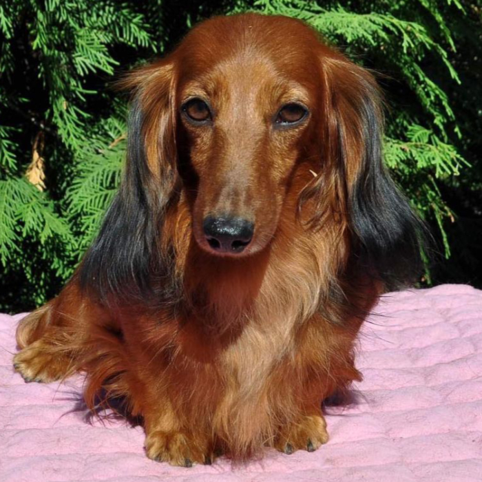Dachshund breeder in Mississippi. World Wide Shipping - Dam from Breeding of Red X Lord dachshund puppies for sale
