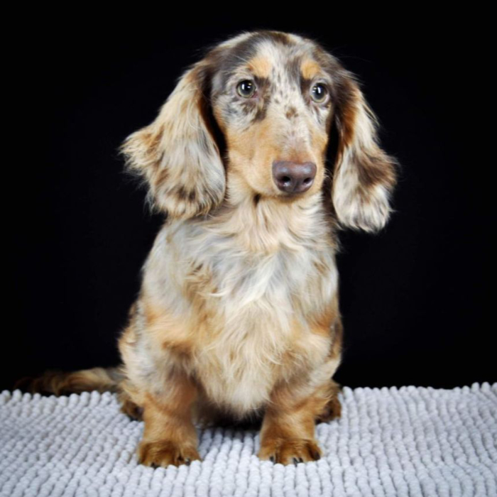 Dachshunds puppies for sale in Mississippi - Scooter