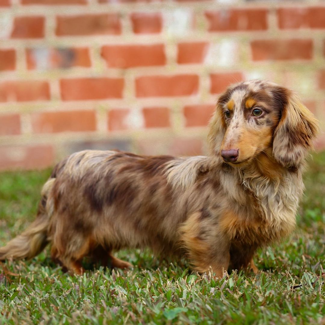 Dachshund breeder in Mississippi. We ship anywhere in the US - Sire from Breeding of Infante X Scooter dachshund puppies for sale